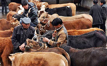 牛流鼻涕、咳嗽、出氣粗時(shí)怎么辦？